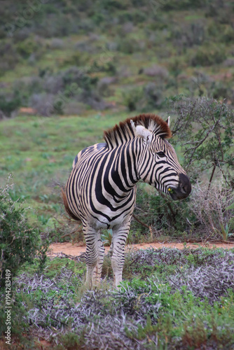 Plains zebra feeding on a yellow flower in Addo Elephant National Park, South Africa. The animal stands in side profile within natural savanna vegetation.