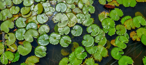 Planta aquática da Amazônia