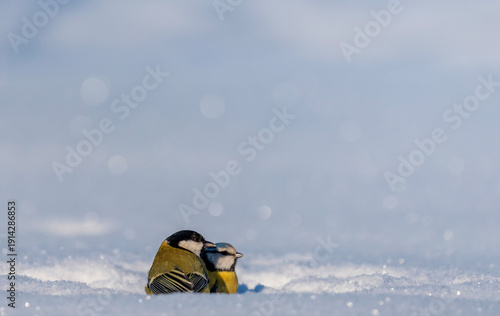Two birds, a tit and a blue tit, sit in the snow in a winter park together.