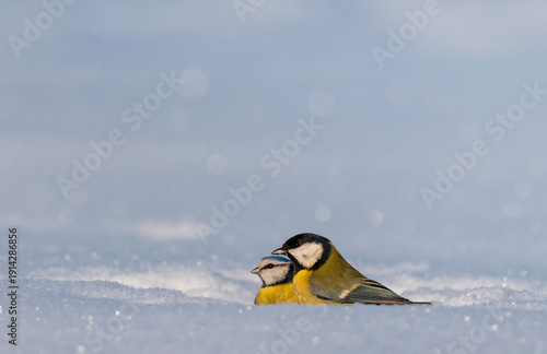 Two birds, a tit and a blue tit, sit in the snow in a winter park together.