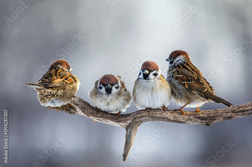 bird photo group of sparrows sitting on a branch in the garden