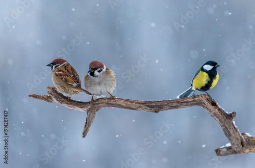 Bird photo of field sparrows and titmouse sitting on a branch in a winter garden