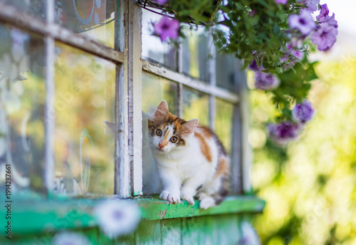 A small, cute, curious calico kitten walks along the window ledge of a countr...