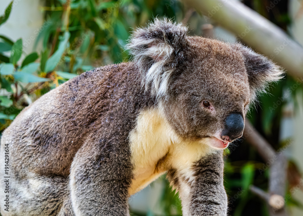 Obraz premium koala in a tree