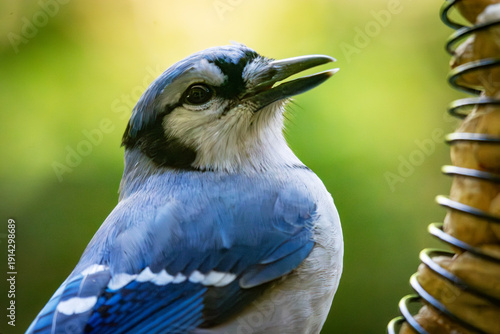 Fotografie A focused Blue Jay studies a peanut feeder in Waukesha County, Wisconsin