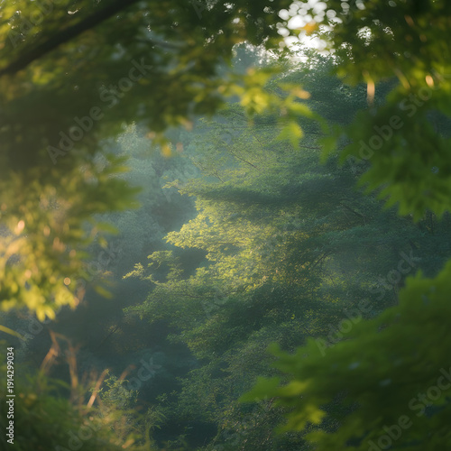 Lush green forest canopy seen through framing leaves with soft morning sunlight filtering through the dense foliage