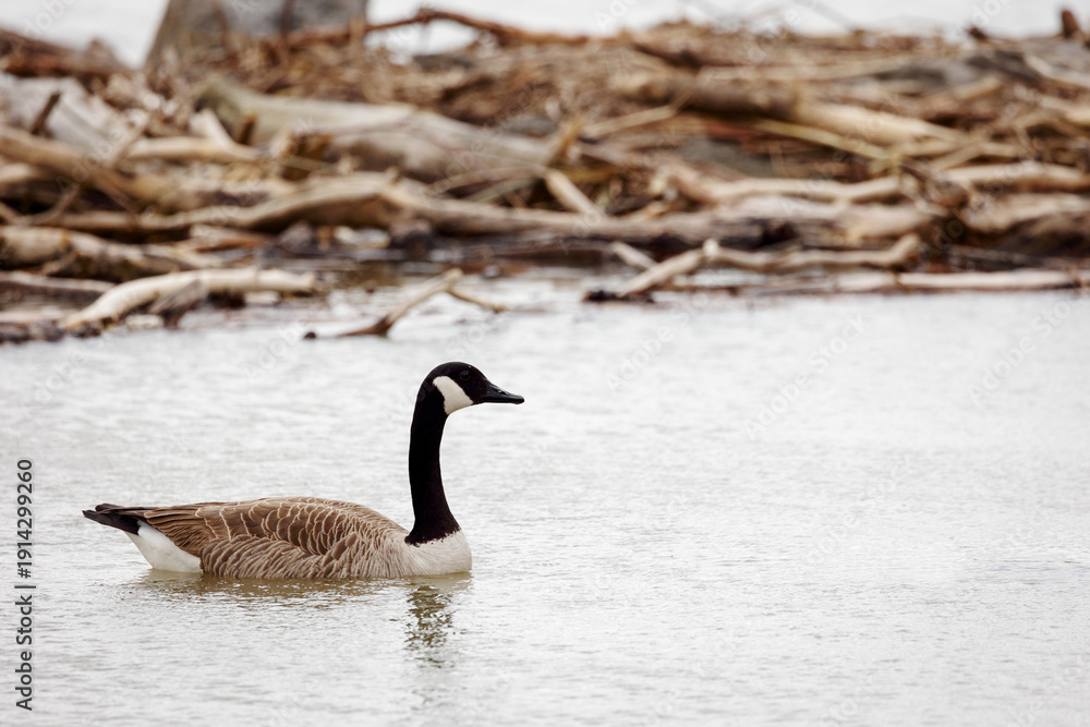 Fototapeta premium Solitary Canada Goose Swimming Amidst Driftwood on a Serene Lake