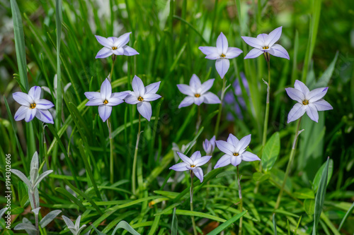 Foto Ipheion uniflorum spring starflower flowers in bloom, small light blue white bul