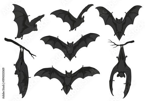 Black Silhouettes, Night Sky, Vector Illustrations, Dark Environment, Artistic Viewpoint, Wildlife Concept