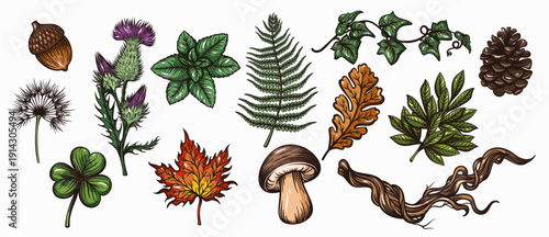 Botanical plants engraved set with leaves, herbs, ferns, ivy, seed pods, pine cone, acorn, mushroom and natural plant elements. Vintage botanical engraving with detailed linework. Vector illustration.