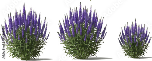 Three vibrant purple flower plants, Veronica spicata, on a clean white background