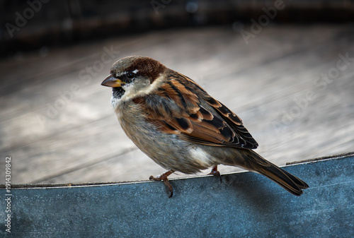 Foto A sparrow hops across a cafe's inventory in search of food in Cortina d'Ampezzo,