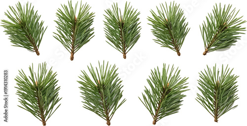 Fresh Green Pine Tree Branches Isolated on a Clean White Background