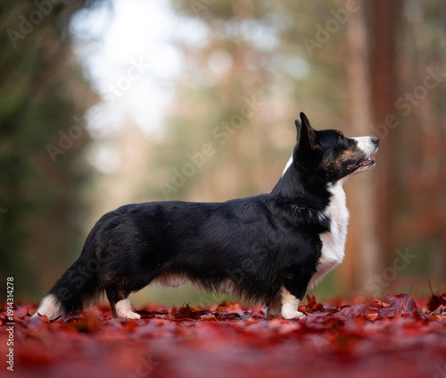 dog in the park