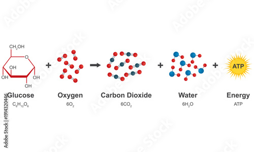 Cellular Respiration Chemical Equation Infographic: Glucose and Oxygen Conversion to Carbon Dioxide Water and ATP Energy Production