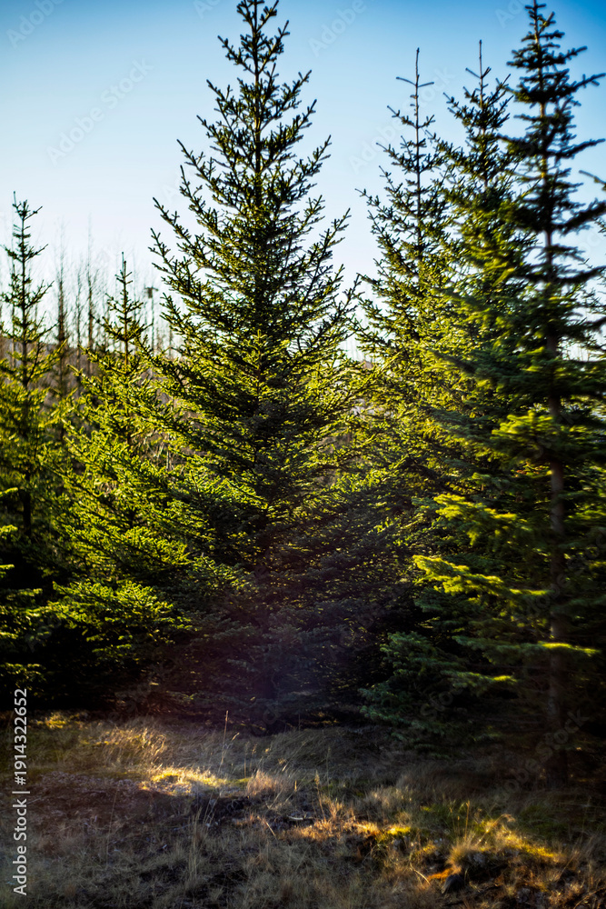 Obraz premium Sunlit Coniferous Forest with Tall Fir Trees Under a Clear Blue Sky at Golden Hour