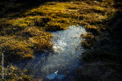 Close up of Frozen Puddle with Ice Crystals in Golden Grass Field during Sunset