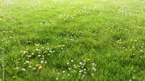 Wallpaper Mural Bright green grass with daisies and yellow dandelions moving gently in a seamless loop. Torontodigital.ca