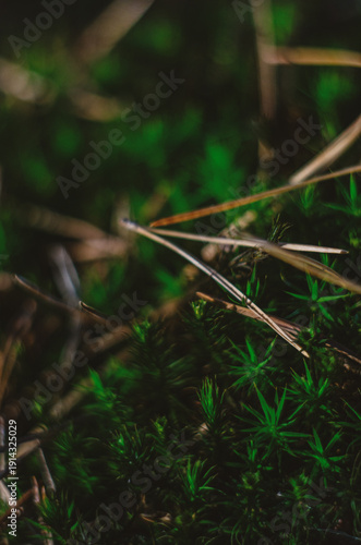 A dry pine cones lying on fluffy green moss