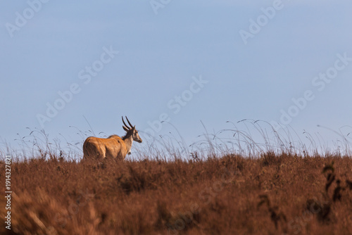 Ngorongoro Crater, Tanzania - September 23th 2025: Majestic Eland Grazes in the Vast Savanna
