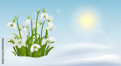 Blooming snowdrop flowers emerging from melting snow under soft sunlight. Fresh spring seasonal background symbolizing renewal, nature awakening, and early blossom.