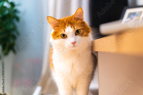 Portrait of a cute red and white cat in a cozy apartment. Adorable domestic feline with striking fur patterns poses indoors, showcasing warm and inviting home atmosphere.