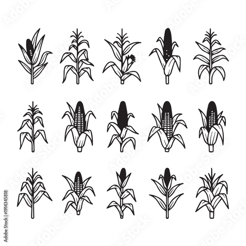 Corn Stalk Icons: Variety of Maize Plants and Cobs in Outline Style