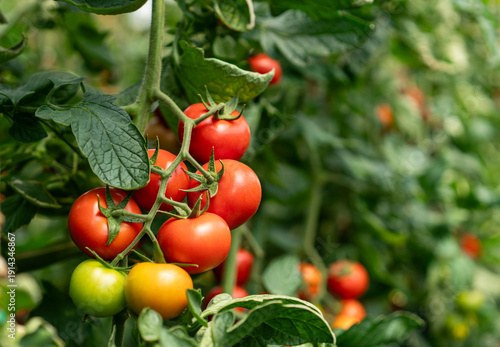 Organic tomatoes growing in a greenhouse