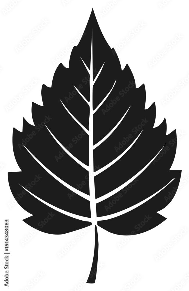 Fototapeta premium Black leaf silhouette with detailed veins and serrated edges isolated on white background.