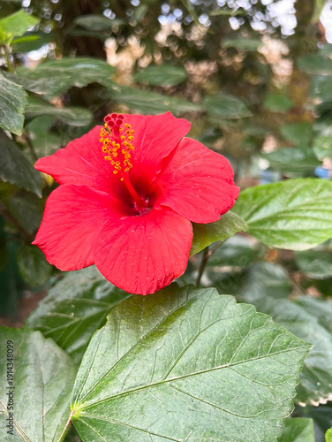 Bright Vibrant Red Hibiscus Flower Close Up