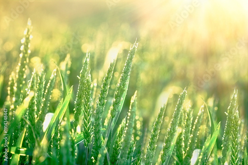 Green wheat field with close-up of ears of unripe wheat