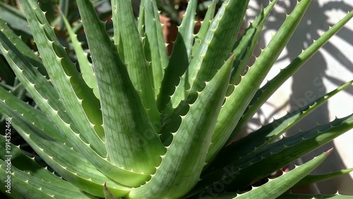 Detailed Close Up View of a Lush Green Aloe Vera Succulent Plant Featuring Its Serrated Leaf Edges and Complex Natural Structural Formation