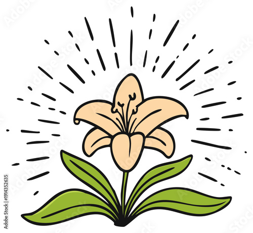 Elegant hand-drawn lily flower illustration with radiating bright lines and green leaves