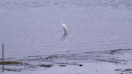 Graceful great egret wading in shallow water while hunting for prey on a cloudy day