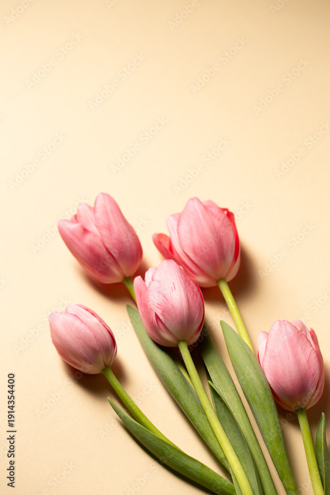 Fototapeta premium Beautiful delicate pink tulips on paper