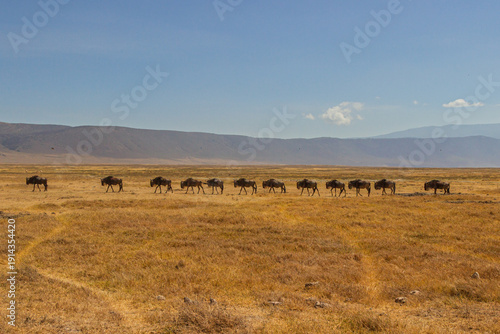 Canvas Print Ngorongoro Crater, Tanzania - September 23th 2025: Wildebeest Migration Processi