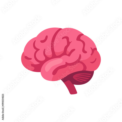 brain, nervous system anatomy, colorful vector flat style illustration