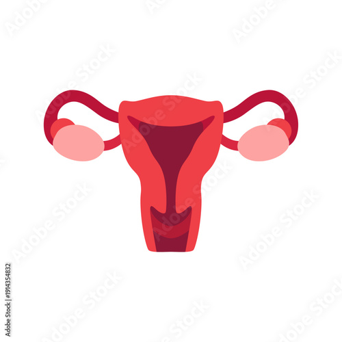 uterus, reproductive anatomy, colorful vector flat style illustration