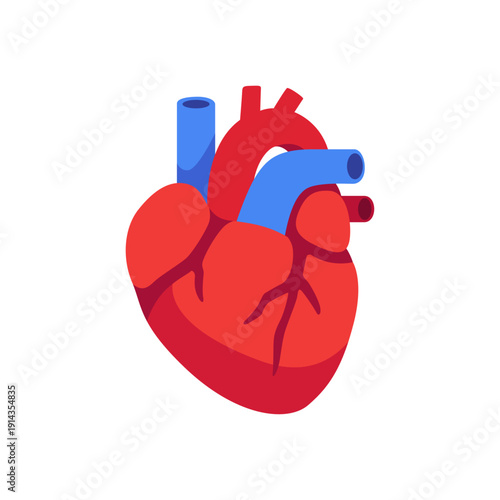 realistic heart, cardiovascular anatomy, colorful vector flat style illustration