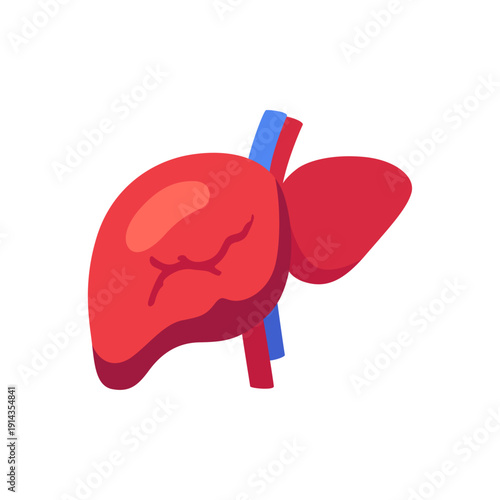 liver, human organ anatomy, digestive system medicine, colorful vector flat style illustration