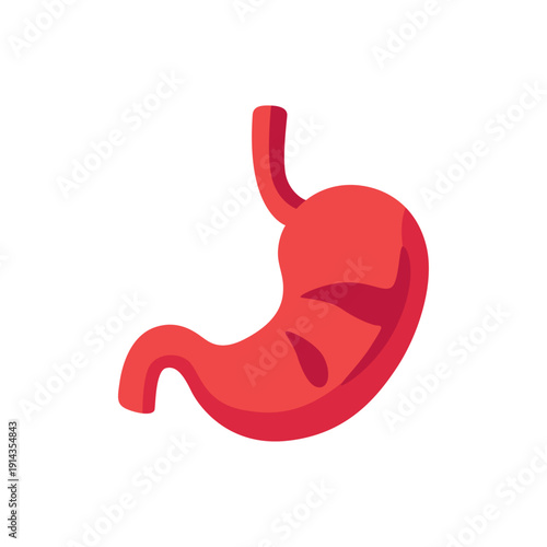stomach, digestive organ anatomy, gastroenterology medicine, colorful vector flat style illustration