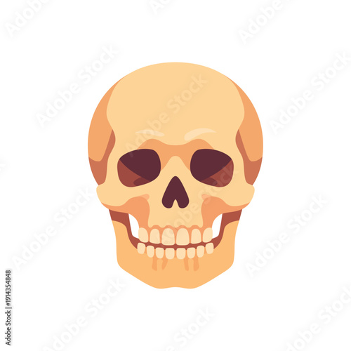 skull, human cranium anatomy, skeletal system medicine, colorful vector flat style illustration