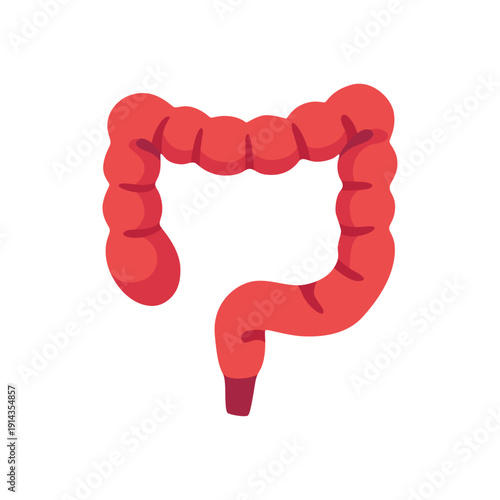 large intestine, human colon anatomy, digestive system medicine, colorful vector flat style illustration