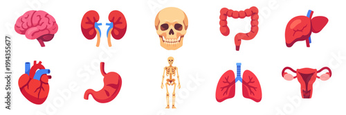 Set of anatomy icons, brain, heart, lungs, skeleton, kidney, uterus, colorful collection with vector flat illustrations