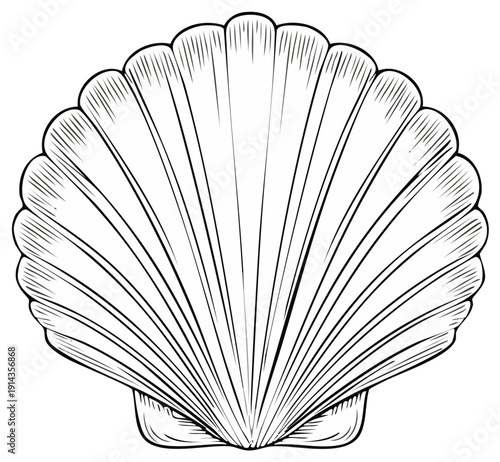 Vintage scallop seashell line art illustration. Black and white sketch of a marine shell icon.