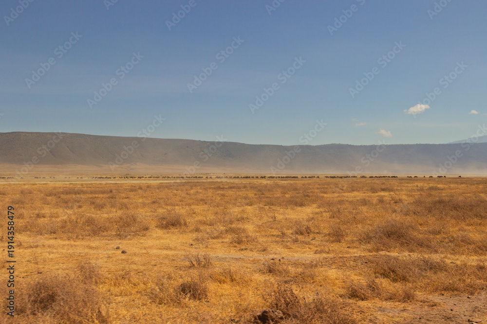 Fototapeta premium Ngorongoro Crater, Tanzania - September 23th 2025: Vast Herd on Dusty Plains