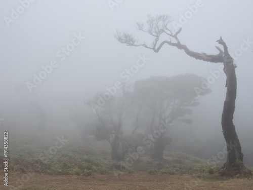 Wallpaper Mural Eerie Twisted Tree Silhouette in Dense Fog - Vertical image of a dead, moss-covered, and dramatically shaped laurel tree standing on a misty, atmospheric hillside. Torontodigital.ca