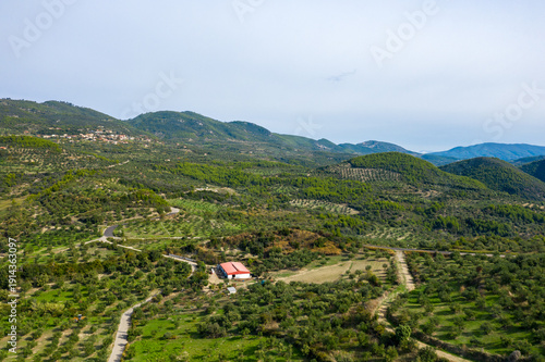 Foto Expansive aerial perspective of lush olive groves and winding rural roads stretching across rolling green hills in the Greek countryside