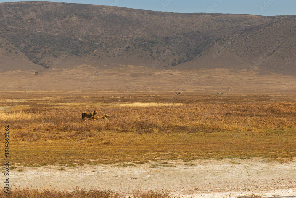Obraz premium Ngorongoro Crater, Tanzania - September 23th 2025: Lions and Zebras in the Arid Savanna
