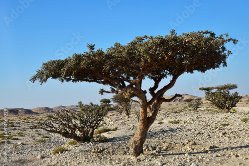 Boswellia, frankincense tree. Oman